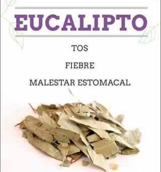 EUCALIPTO